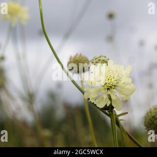 Fleurs scabieuses jaunes géantes Scabiosa columbaria subsp. Ochroleuca août été UK Banque D'Images