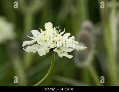 Fleurs scabieuses jaunes géantes Scabiosa columbaria subsp. Ochroleuca août été UK Banque D'Images