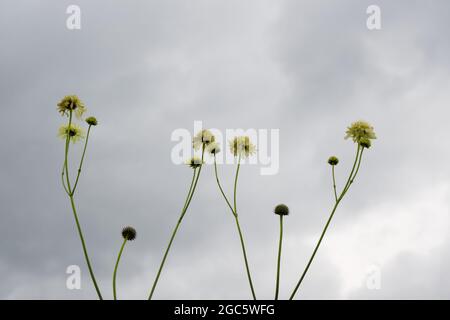 Fleurs scabieuses jaunes géantes Scabiosa columbaria subsp. Ochroleuca août été UK Banque D'Images