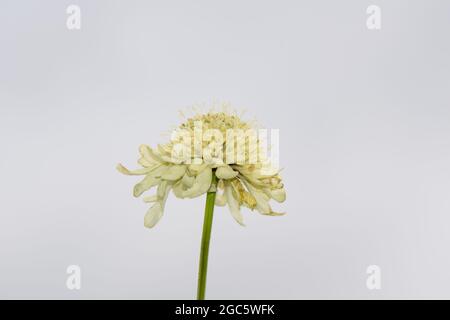 Fleurs scabieuses jaunes géantes Scabiosa columbaria subsp. Ochroleuca août été UK Banque D'Images