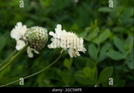 Fleurs scabieuses jaunes géantes Scabiosa columbaria subsp. Ochroleuca août été UK Banque D'Images