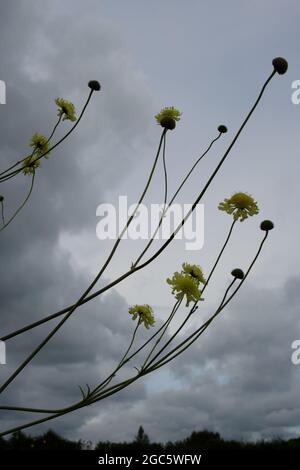 Fleurs scabieuses jaunes géantes Scabiosa columbaria subsp. Ochroleuca août été UK Banque D'Images