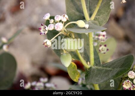 Couronne du roi (Calotropis procera) avec fleurs, bourgeons et gousses de graines : (pix Sanjiv Shukla) Banque D'Images