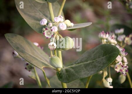 Couronne du roi (Calotropis procera) avec fleurs, bourgeons et gousses de graines : (pix Sanjiv Shukla) Banque D'Images