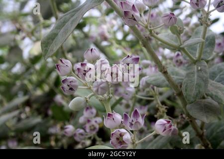 Couronne du roi (Calotropis procera) avec fleurs et bourgeons de couleur lavande : (pix Sanjiv Shukla) Banque D'Images