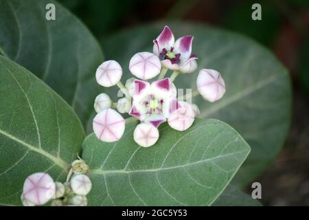 Couronne du roi (Calotropis procera) avec fleurs et bourgeons de couleur lavande : (pix Sanjiv Shukla) Banque D'Images