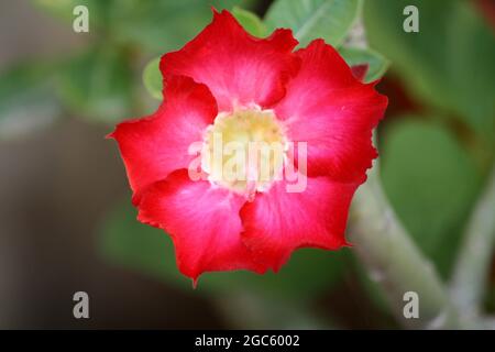 Rose du désert (Adenium obesum) en fleur Banque D'Images