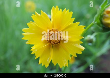 Fleurs jaunes humides Coreopsis lanceolata Lanceleaf Tickseed Banque D'Images