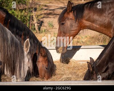 Groupe de chevaux andalous mangeant à partir d'un alimenteur de grain et de foin. Banque D'Images