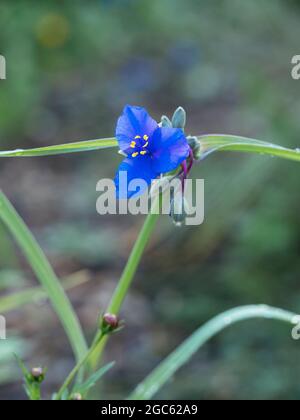 Tête de fleur de blouson bleu (Tradescantia ohiensis) Banque D'Images