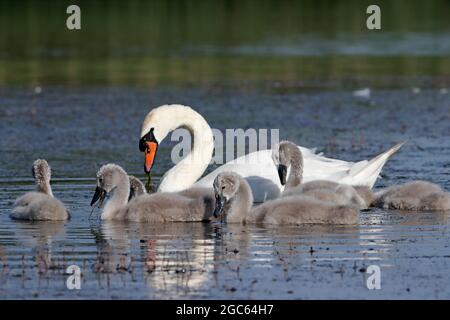 MUTE SWAN avec cygnets, Royaume-Uni. Banque D'Images