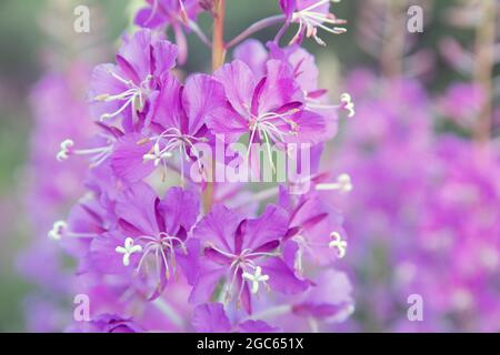 Des fleurs de pompier violet avec des gouttes d'eau se rapprochent sur un flou arrière-plan vert Banque D'Images