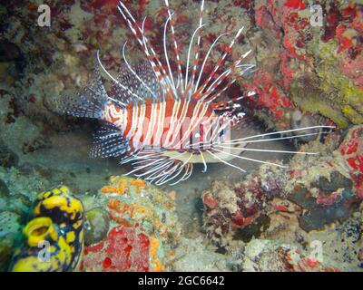 Le Lionfish rouge (Pterois Volitans) nage dans la mer philippine 5.11.2012 Banque D'Images