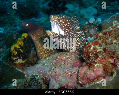 L'anguille de Moray de Whitemouth (Gymnothorax Meleagris) dépasse d'en dessous d'une roche dans la mer philippine 8.12.2012 Banque D'Images