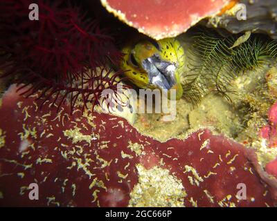 L'anguille de Moray fimbrié (Gymnothorax fimbriatus) dépasse du dessous d'une roche dans la mer philippine 2.11.2012 Banque D'Images