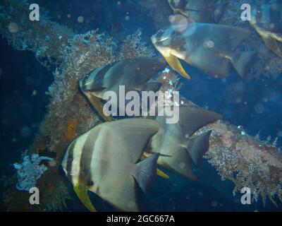 Le batax (Platax Batavianus) nage dans la mer philippine 28.10.2012 Banque D'Images