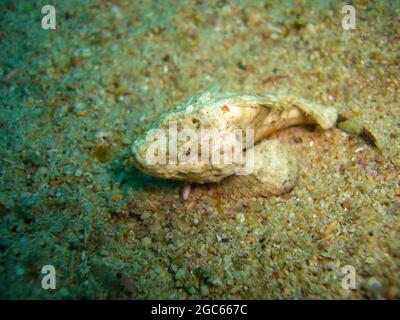 Scorpion du diable (Scorpaenopsis Diabolus) sur le sol dans la mer philippine 7.12.2012 Banque D'Images