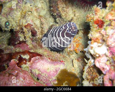 Zebra Moray Eel (Gymnothorax Zebra) dépasse d'en dessous d'une roche dans la mer philippine 12.10.2012 Banque D'Images