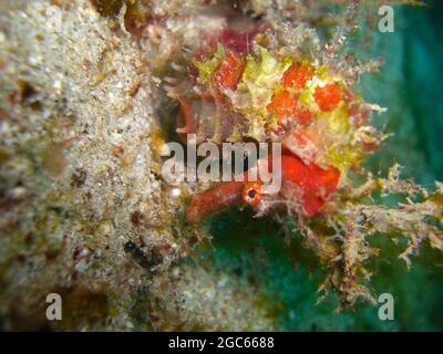 Sea Horse nage dans la mer philippine 28.11.2012 Banque D'Images