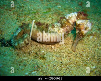 Sea Horse nage dans la mer philippine 7.12.2012 Banque D'Images