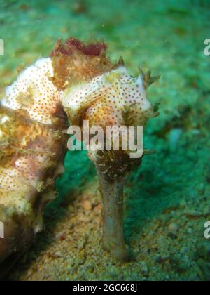 Sea Horse nage dans la mer philippine 7.12.2012 Banque D'Images