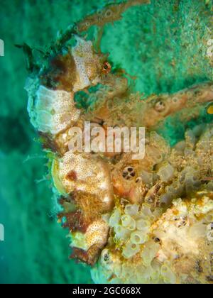 Sea Horse nage dans la mer philippine 7.12.2012 Banque D'Images