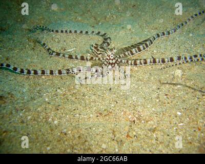 Imite Octopus (Thaumoptopus mimicus) sur le sol dans la mer philippine 7.12.2012 Banque D'Images