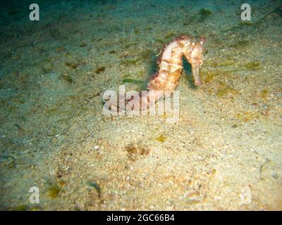 Sea Horse nage dans la mer philippine 11.12.2012 Banque D'Images