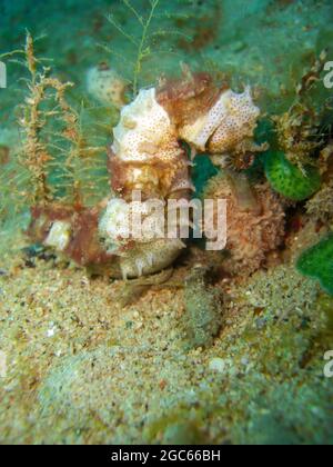 Sea Horse nage dans la mer philippine 11.12.2012 Banque D'Images