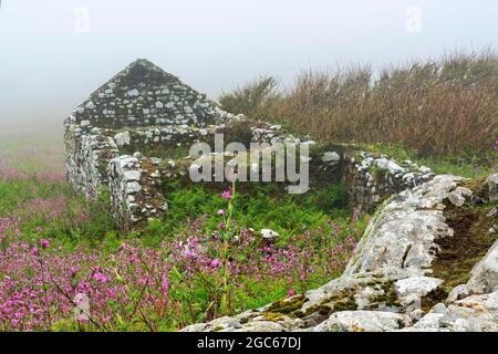 Vieux paysage de construction de ferme sur l'île Skomer Pembrokeshire South Wales UK qui est maintenant une ruine ancienne avec un mur de pierre couvert de brume, phot de fond Banque D'Images