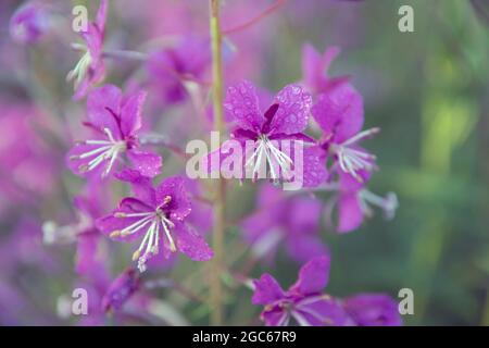 Des fleurs de pompier violet avec des gouttes d'eau se rapprochent sur un flou arrière-plan vert Banque D'Images