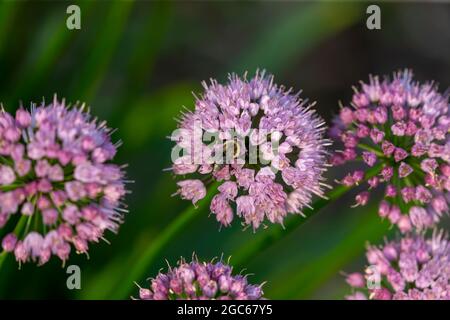 Plante d'oignon ornementale Allium Millenium , fleur de jardin Banque D'Images