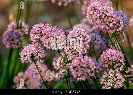 Plante d'oignon ornementale Allium Millenium , fleur de jardin Banque D'Images