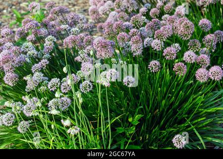 Plante d'oignon ornementale Allium Millenium , fleur de jardin Banque D'Images