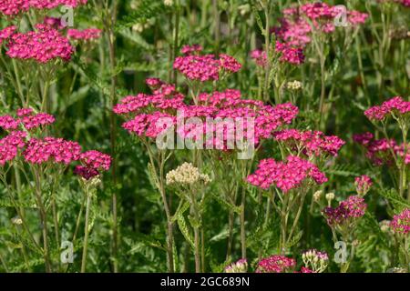 Achillea millefolium Cerise Reine Yarrow cerise Reine grappes aplaties de petites Marguerite comme des têtes de fleurs Banque D'Images
