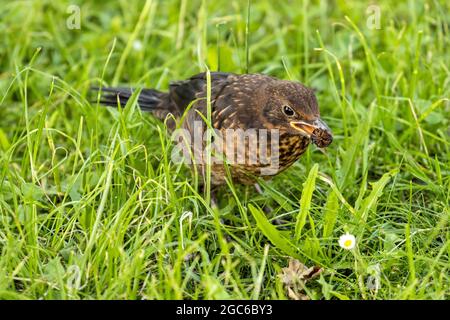 Oiseau noir commun juvénile (Turdus merula) avec des fruits dans le bec sur le pré Banque D'Images