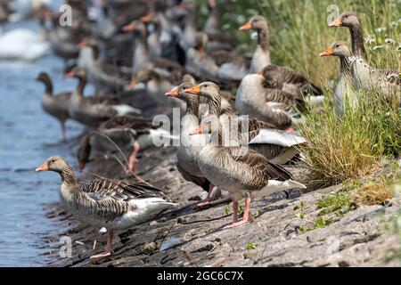 Groupe de la famille des oies grises (Anser anser) sur la rive d'un canal Banque D'Images