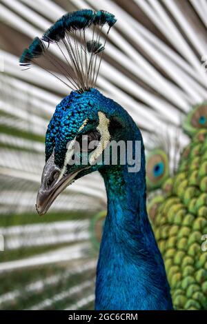 Portrait d'un mâle indien (Pavo cristatus) exposé Banque D'Images