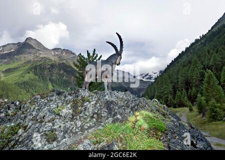 Sculptures en bois à Solda (BZ), Tyrol du Sud, Italie Banque D'Images