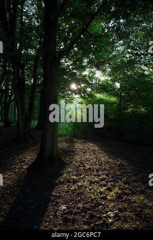 Lumière du soleil du soir à l'automne qui brille à travers la canopée d'un sycomore, faisant des ombres nettes sur le fond de la forêt.Une scène calme et paisible Banque D'Images