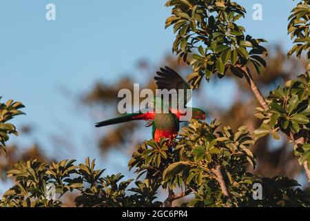 Perroquet royal australien femelle dans un arbre. Banque D'Images