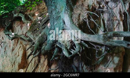 Zoom sur les racines exposées de l'arbre. Ravin sans âme naturel. Banque D'Images