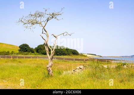 Un arbre de la faussouille morte Crataegus monogyna sur la propriété de la National Trust à l'île de Gibbs dans le comté en bas de l'Irlande du Nord. Pris par une chaude journée Banque D'Images