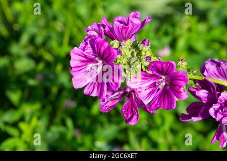 Gros plan d'une malow sauvage commune, également appelée Malva sylvestris Banque D'Images