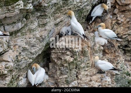 Jeunes poussins moelleux avec des gantets adultes sur la falaise à Bempton, East Riding, Yorkshire, Royaume-Uni Banque D'Images