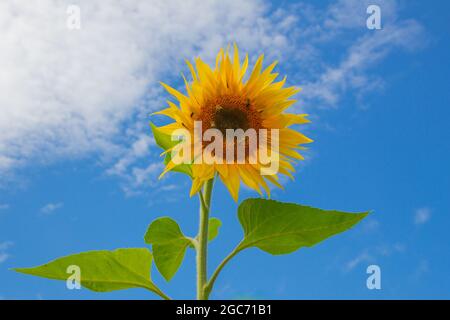 Tournesol simple avec abeilles sur fond bleu et ciel nuageux Banque D'Images