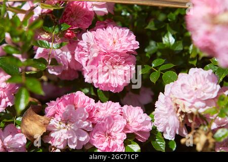 Roses arbustives dans un jardin de chalet. Banque D'Images