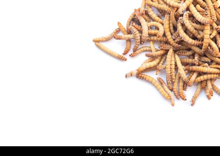 Pile de larves de ver méalse séchées ou congelées isolées sur fond blanc avec espace de copie. Aliments pour animaux de compagnie et oiseaux Banque D'Images