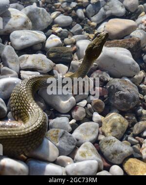 Faites un serpent de près Banque D'Images