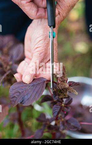 Jardinier récoltant de l'amaranth violet (Amaranthus blitum). Banque D'Images